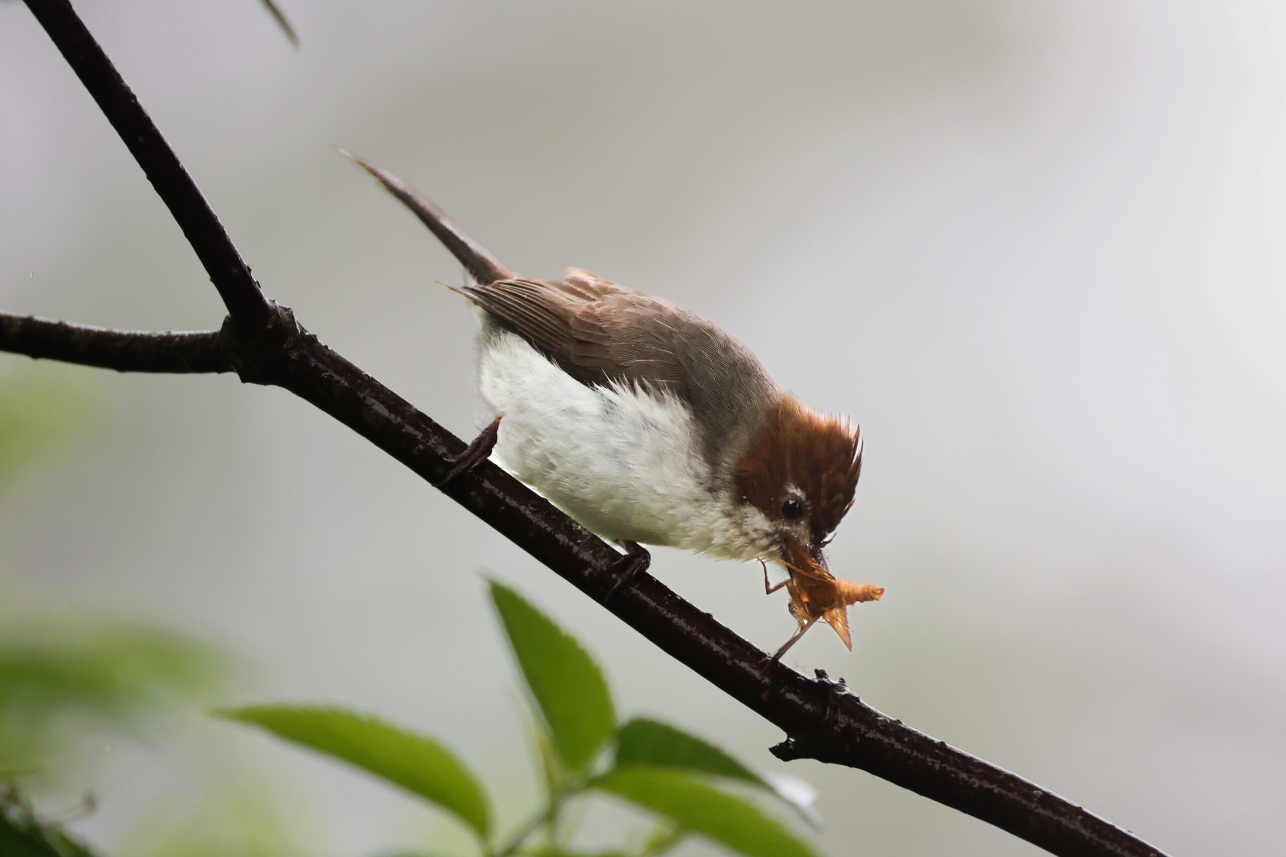 5A04753B-FC67-4BBE-859C-27FED3A4F608