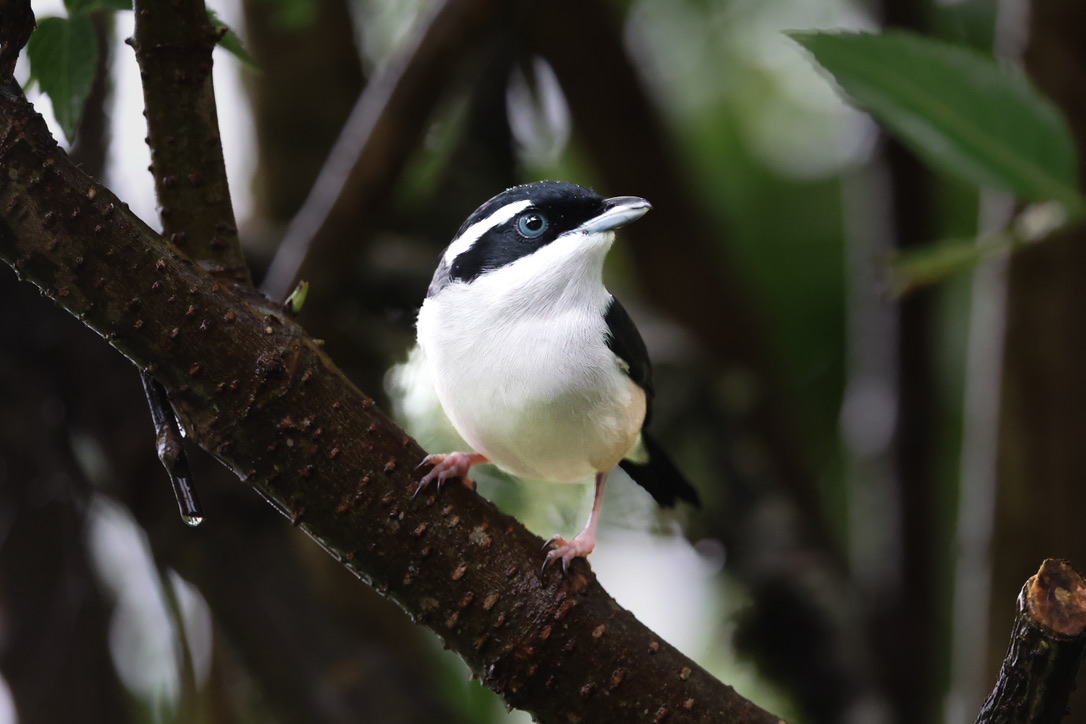 86E96B93-4FF9-404A-8FE9-696659BF4768_1_105_c