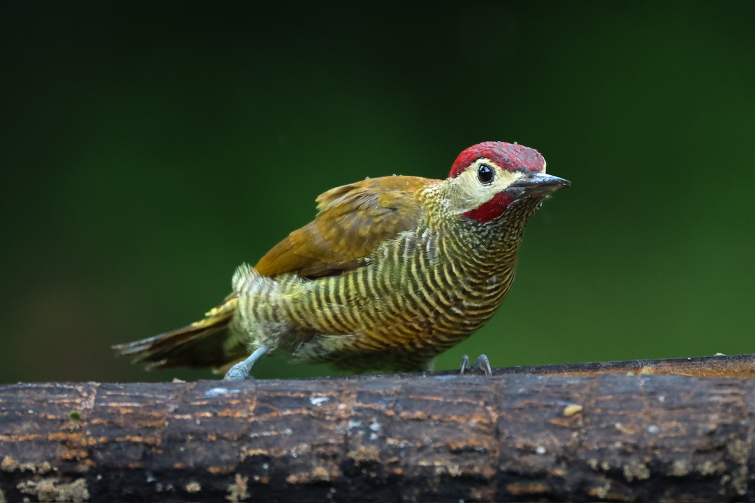 CC156F6E-37AF-44D3-A200-B76F45D43198_1_105_c