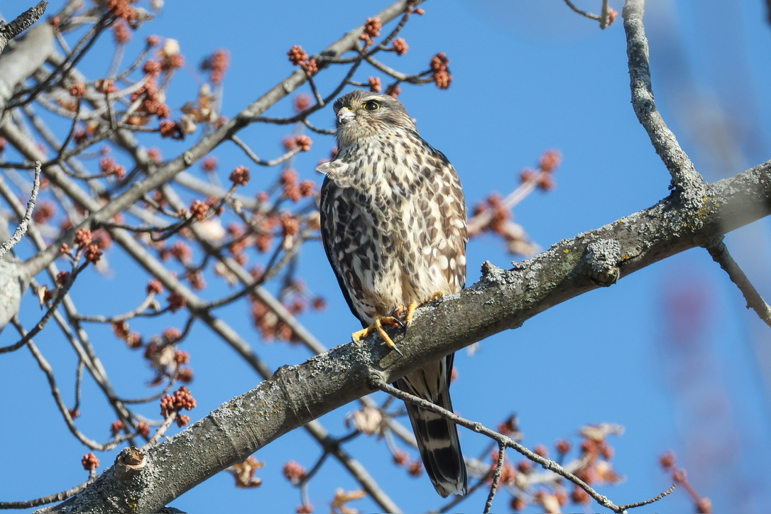 F05B6E56-69A0-4D36-BFE8-903271242C87_1_105_c